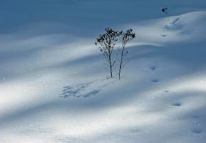 1st Prize Winner In Contest - Snow Photography 